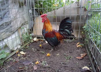 Liliputki złociste różyczkowe para kogut + kura, kury