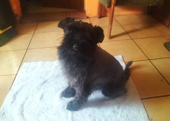 Sznaucer miniaturowy