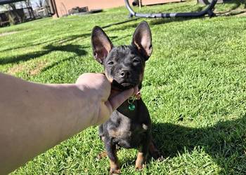 Sunia pinczer miniatury