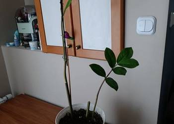 zamiokulkas zamiolistny bardzo pilnie sprzedam