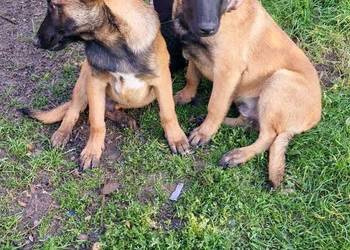 Owczarek Belgijski Malinos