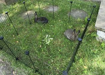 Kojec dla małych zwierząt – wybieg do domu i ogrodu 143 cm