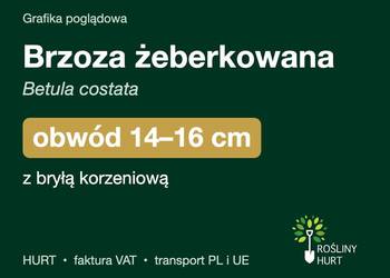 Brzoza żeberkowana (Betula costata) obwód 14-16 cm, z bryłą – HURT