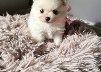 Szczeniaki rasy Szpic miniaturowy