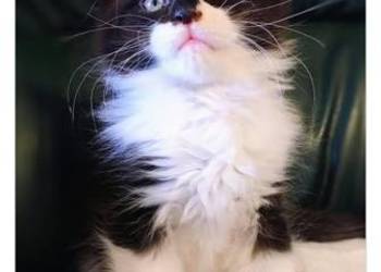 Piękny chłopak Maine coon