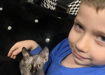 Sfinks Kanadyjski. Diablica do odbioru, tygryska brzoskwinką. Rodowód