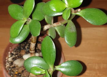 Grubosz, crassula drzewko szczęścia nr 2