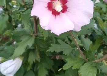 Hibiskus różowy - Ketmia syryjska krzew