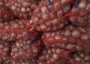 Szczypiorowka Szczypiorowka