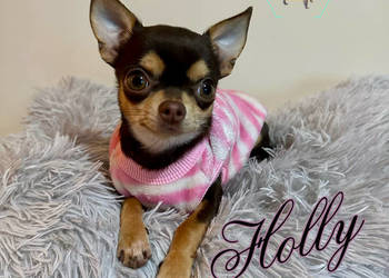 Chihuahua suczka z rodowodem chocolate tan