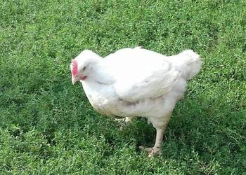 Sprzedaż kurczaków Brojler!