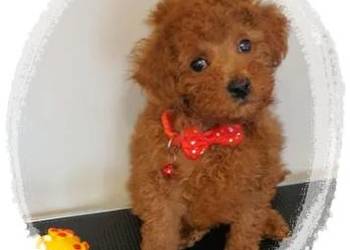 Pudel ,Pudelek Toy Toffik piesek red