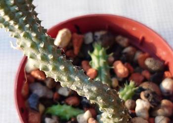Echidnopsis chrysantha sukulent miniatura toinowate rzadkość