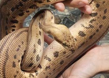 Sprzedam regiusa pastel leopard clown