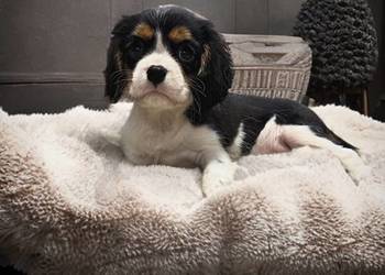 Piesek „BERNIE” Cavalier King Charles Spaniel Tricolor