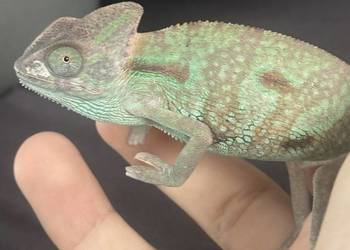 kameleon jemeński wraz z terrarium i wsyztsko co potrzebne