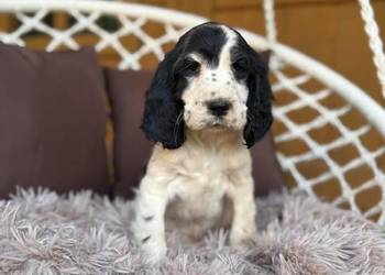 Piękny piesek Cocker Spaniel Angielski z rodowodem wielopokoleniowym