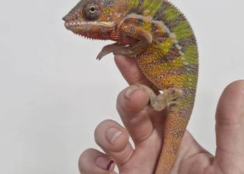 Kameleon Lamparci Ambilobe i Nosy Be samce i samice