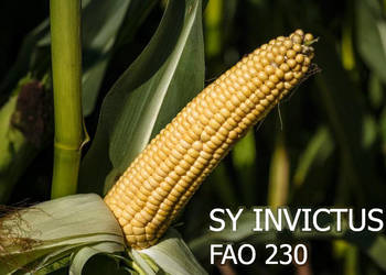 Nasiona kukurydza SY Invictus FAO 230-240 na ziarno kiszonkę