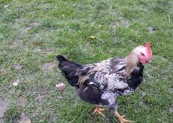 Sprzedam młodego kogutka Sprzedam młodego kogutka