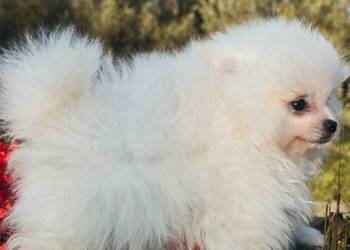 Szpic miniaturowy. Pomeranian Szpic miniaturowy. Pomeranian