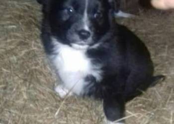 Male pieski szukaja domu