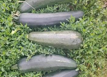Cukinia