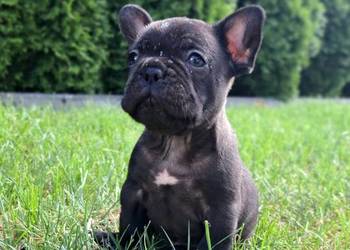 Buldog francuski gotowy do odbioru