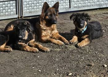 Szczeniaczki Rasy Owczarek Niemiecki długowłosy 1100 zł