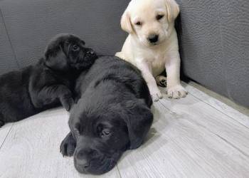 Labrador retriever
