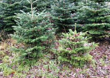 Choinka jodła kaukaska