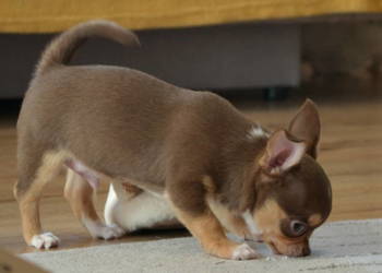 CHIHUAHUA PIĘKNY CZEKOLADOWY-TAN PIESEK