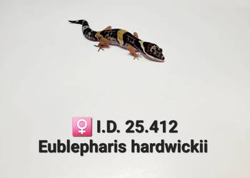 Eublepharis hardwickii (gekon)