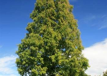 P9 RELIKT STAROŻYTNOŚCI METASEKWOJA CHIŃSKA