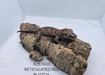 Gekony gargulcowe