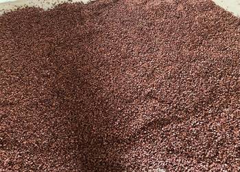 Sprzedam bukiew (nasiona buku)