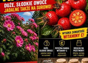 Róża jadalna Karpatia - sadzonki 3 letnie w 1,5l donicy