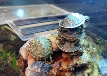 Żółw Wodno-lądowy PSEUDEMYS NELSON