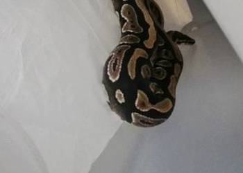 Pyton królewski samiec panthom jellow belly