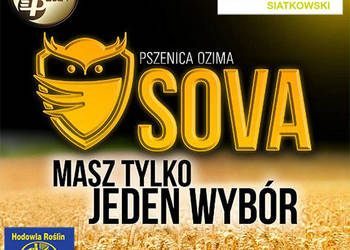 Kwalifikowane nasiona siewne pszenica ozima SOVA C/1`
