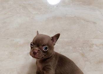 Chihuahua czekoladowa