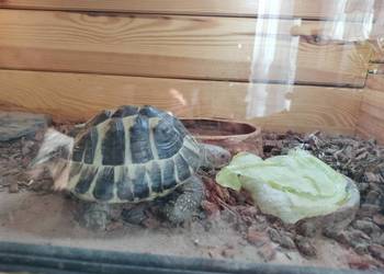 Sprzedam żółwia greckiego