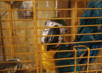 Sprzedam ary araruny,kontury ,aleksandretty możliwa zamiana Sprzedam ary araruny,kontury ,aleksandretty możliwa zamiana