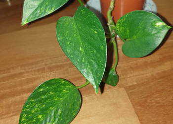 Epipremnum złociste, epi