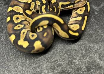 Mojave yellow belly samica