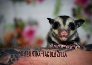 Lotopalanki, lotopałanka karłowata, sugar glider