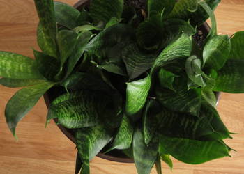 Sansevieria hahnii