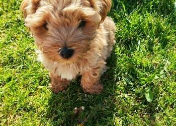 Maltipoo piesek