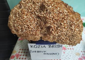 Kozia broda
