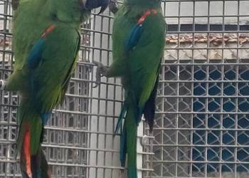 Ary Sewera